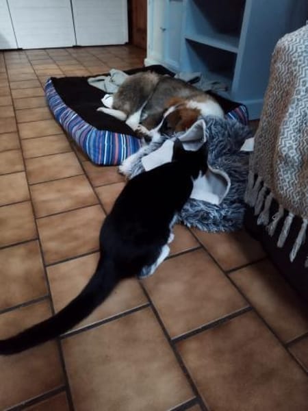 Yves 💙 lieber Herdenschutz-Hund Mix