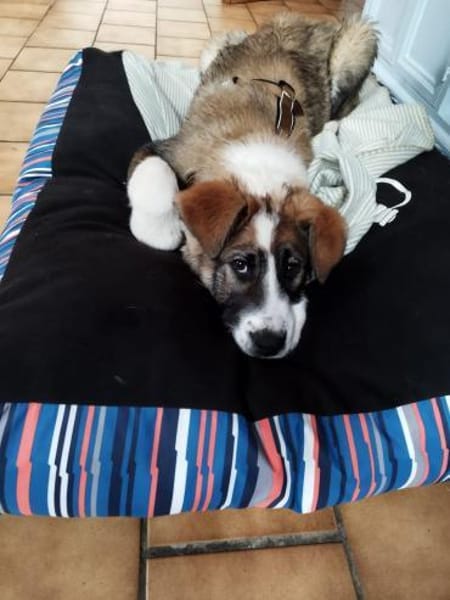 Yves 💙 lieber Herdenschutz-Hund Mix