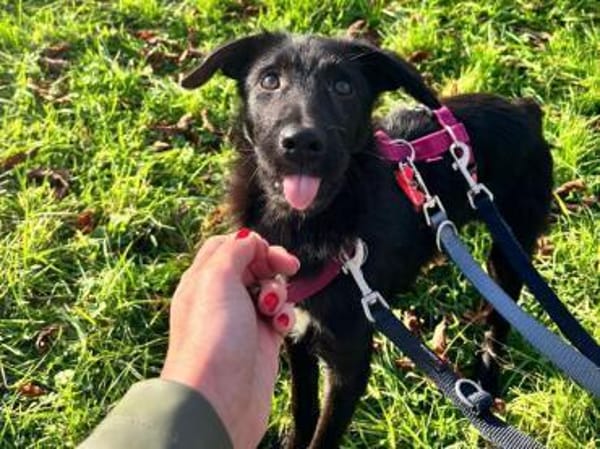 CHICO-wunderschöner Jung-Rüde, 49 cm