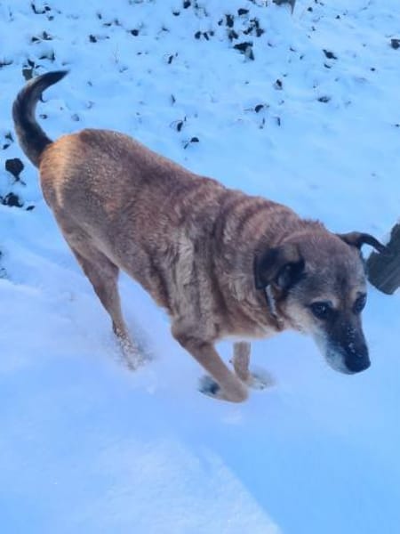 💙Ferris💙 sucht ein schönes Zuhause💙🐾