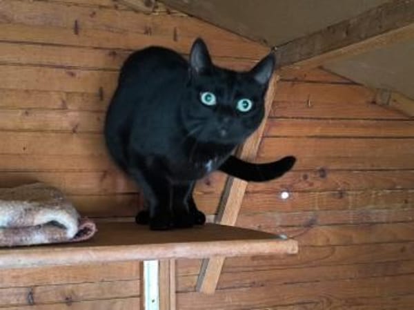 Noche - sucht ihr Für-Immer-Zuhause