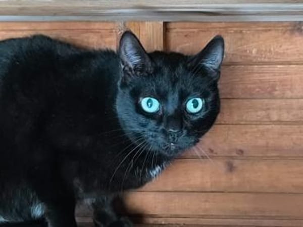 Noche - sucht ihr Für-Immer-Zuhause