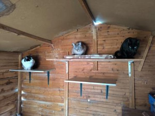 Noche - sucht ihr Für-Immer-Zuhause