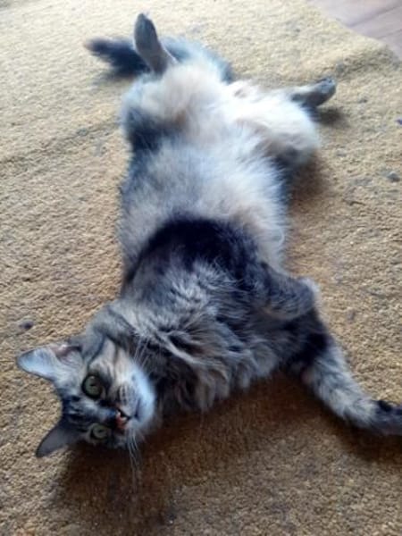 Hübsche, schüchterne Katze Kicha