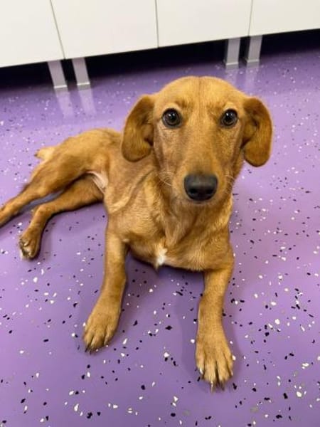 Bobby ❤🐾(weibl.), ca  2J, 35/40cm