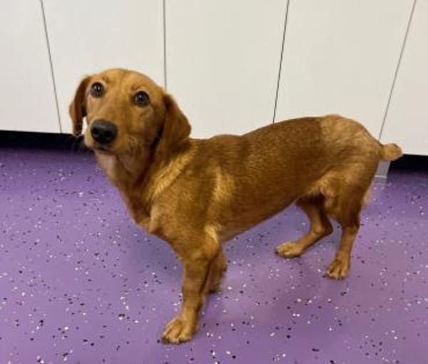 Bobby ❤🐾(weibl.), ca  2J, 35/40cm