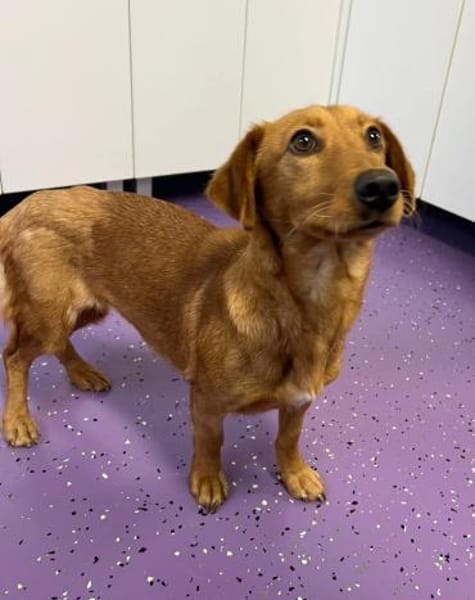 Bobby ❤🐾(weibl.), ca  2J, 35/40cm