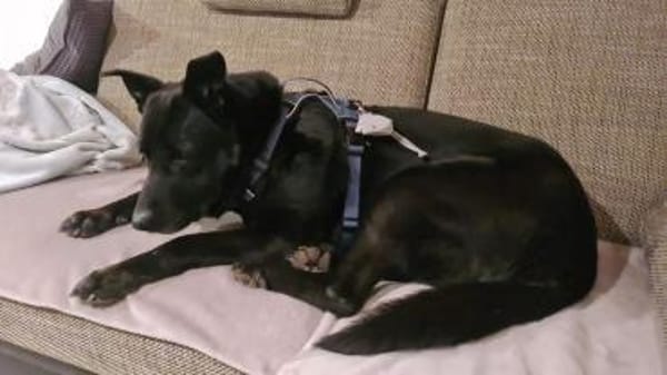 RONNY sucht warmes Plätzchen