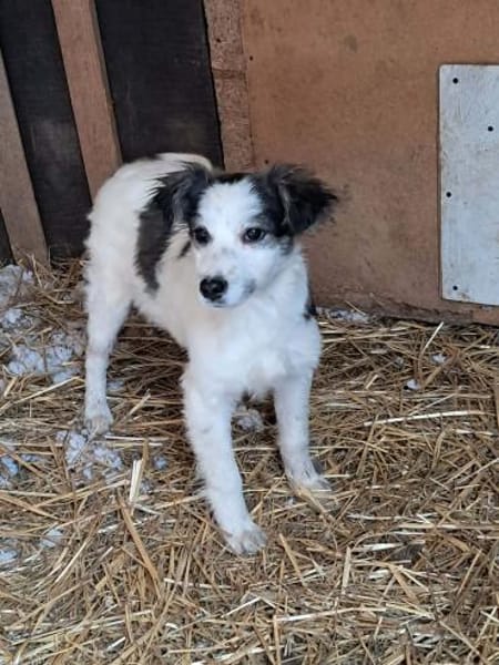 Ray, kleiner Hundemann sucht Zuhause