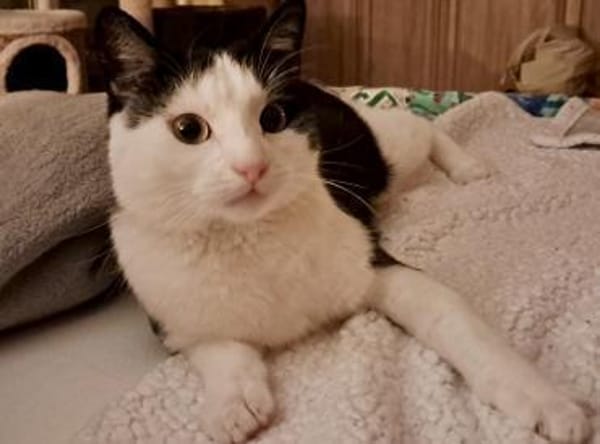 lieb u. süß Freddy mit Handicap Rheingau