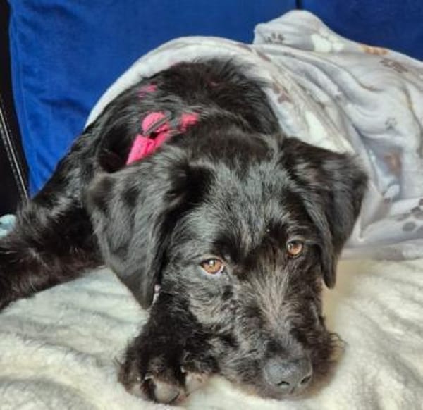 Zuckersüße, liebe Evita