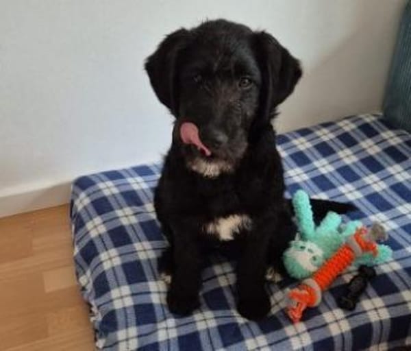 Zuckersüße, liebe Evita