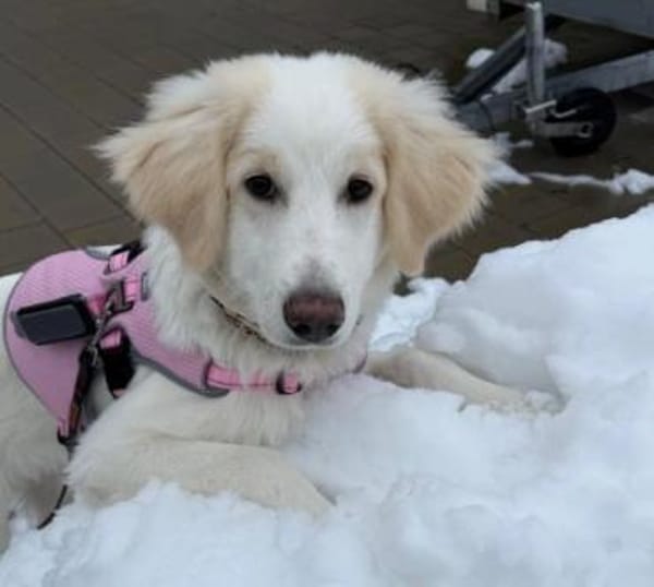 Liebe, sensible Kiki sucht ihre Familie