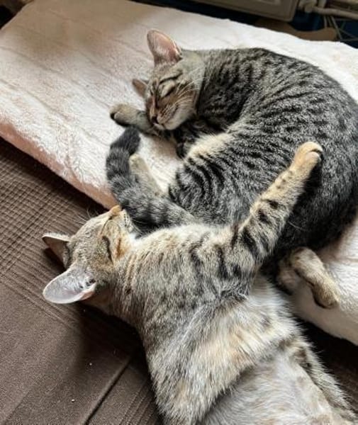 Dina u. Daisy suchen liebevolles Zuhause