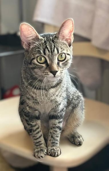 Dina u. Daisy suchen liebevolles Zuhause