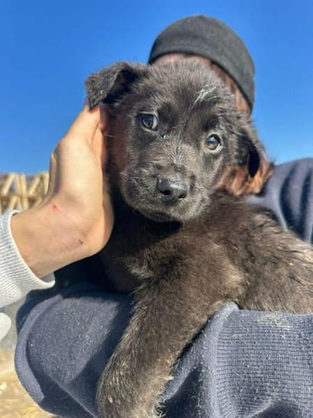 Xaver, klein, schnuckelig sucht Körbchen