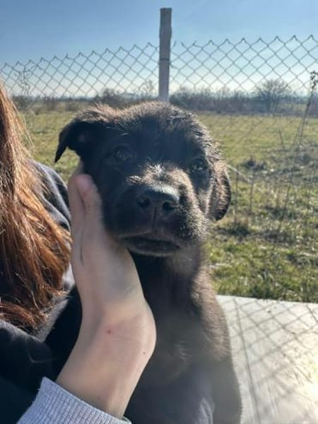 Xaver, klein, schnuckelig sucht Körbchen