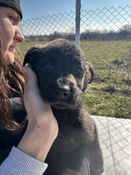 Xaver, klein, schnuckelig sucht Körbchen