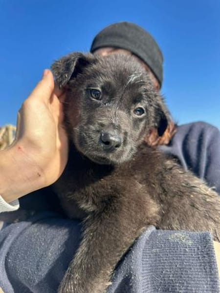 Xaver, klein, schnuckelig sucht Körbchen