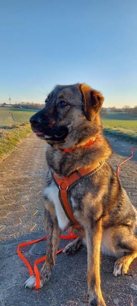 Die liebe 💕Raija 💕sucht ihre Menschen