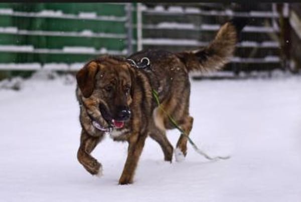 Die liebe 💕Raija 💕sucht ihre Menschen