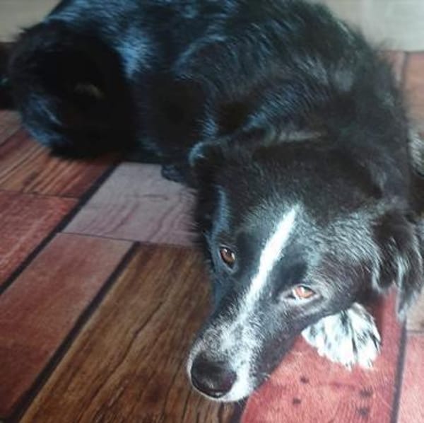 Mathy - ein Familienhund