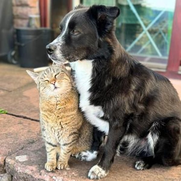 Mathy - ein Familienhund