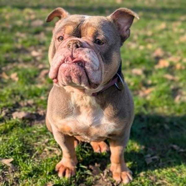 Laila - ist ein gemütlicher Hund