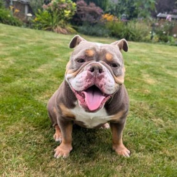 Laila - ist ein gemütlicher Hund