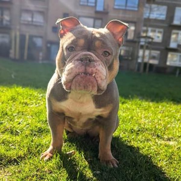 Laila - ist ein gemütlicher Hund