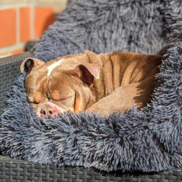 Laila - ist ein gemütlicher Hund