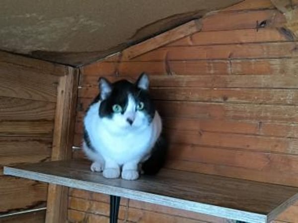 Maria - sucht ihr liebevolles Zuhause!