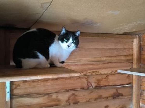 Maria - sucht ihr liebevolles Zuhause!