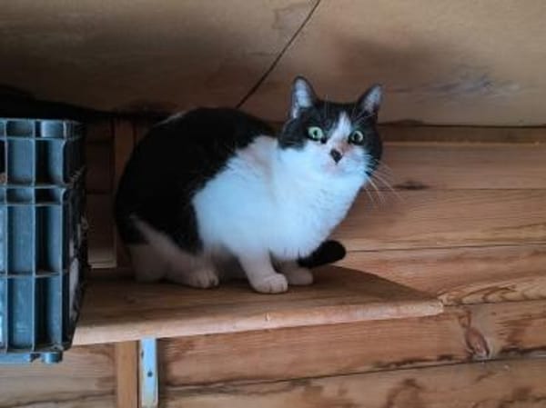 Maria - sucht ihr liebevolles Zuhause!