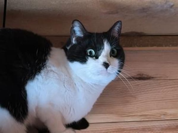 Maria - sucht ihr liebevolles Zuhause!