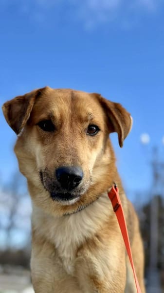 Ladan sucht liebevolles Zuhause