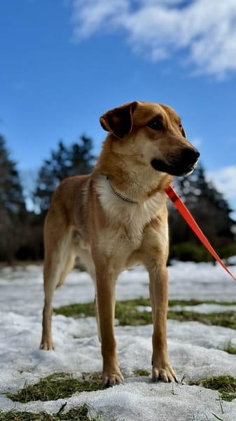 Ladan sucht liebevolles Zuhause