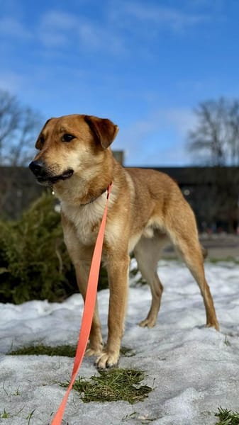 Ladan sucht liebevolles Zuhause