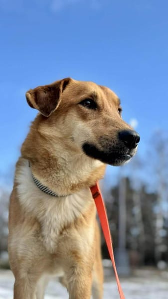 Ladan sucht liebevolles Zuhause