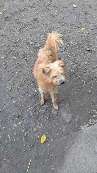 Mogli, ich suche mein Zuhause für immer