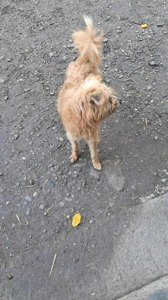 Mogli, ich suche mein Zuhause für immer