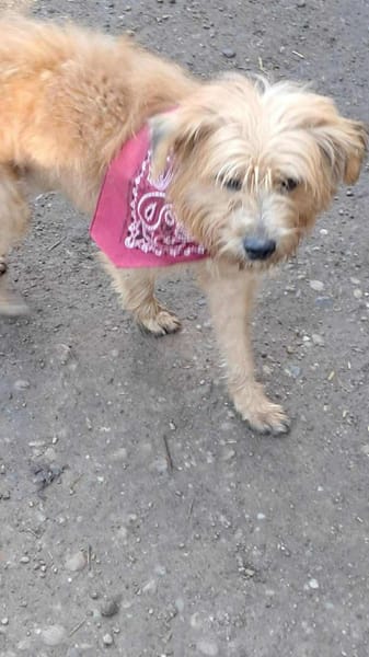 Mogli, ich suche mein Zuhause für immer