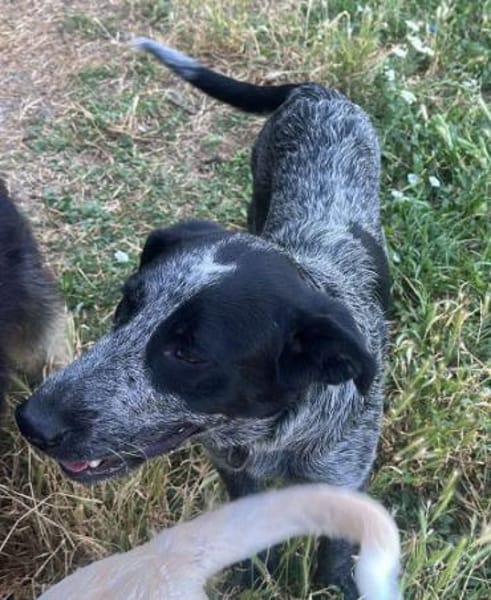 Berta, Überbleibsel sucht Körbchen