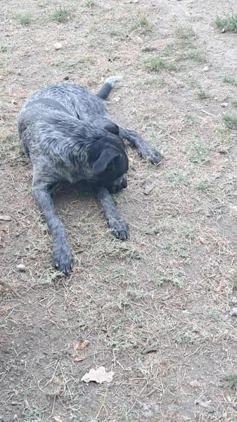 Berta, Überbleibsel sucht Körbchen