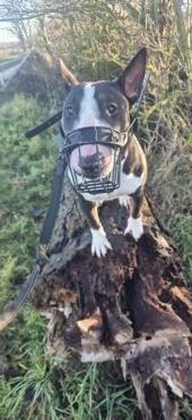 🐾Chatakterstarke Mini Bullterrierin