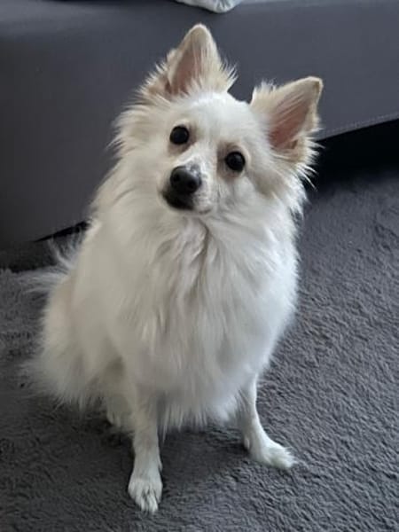 Neugierige Hündin sucht zu Hause