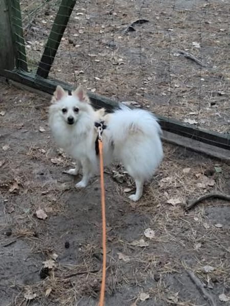 Neugierige Hündin sucht zu Hause