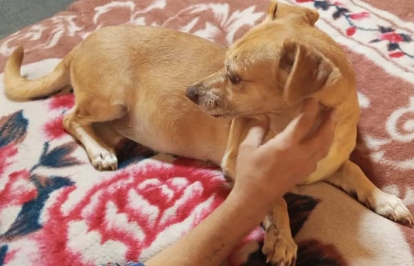 RANYA - kleine liebe Persönlichkeit