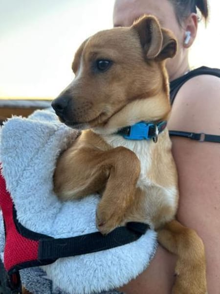 Welpe Teddy m ~6monate