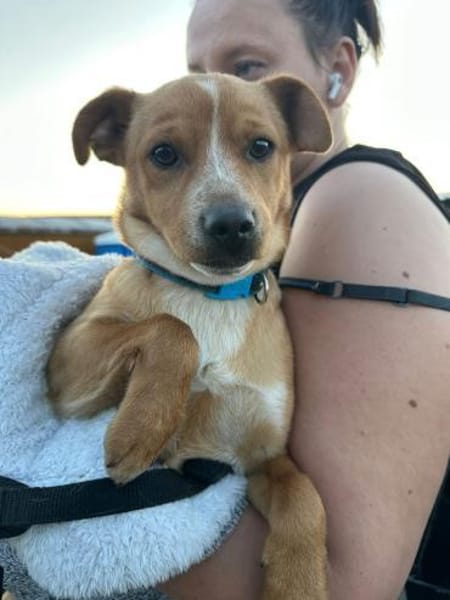 Welpe Teddy m ~6monate